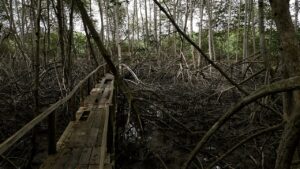 Camino trazado en el Santuario Nacional Los Manglares de Tumbes.