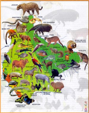Mapa pictórico de la fauna del departamento del Beni