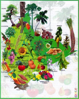 Mapa pictórico de la flora del departamento del Beni