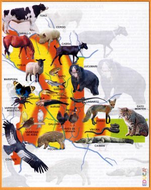 Mapa pictórico de la fauna del departamento de Chuquisaca