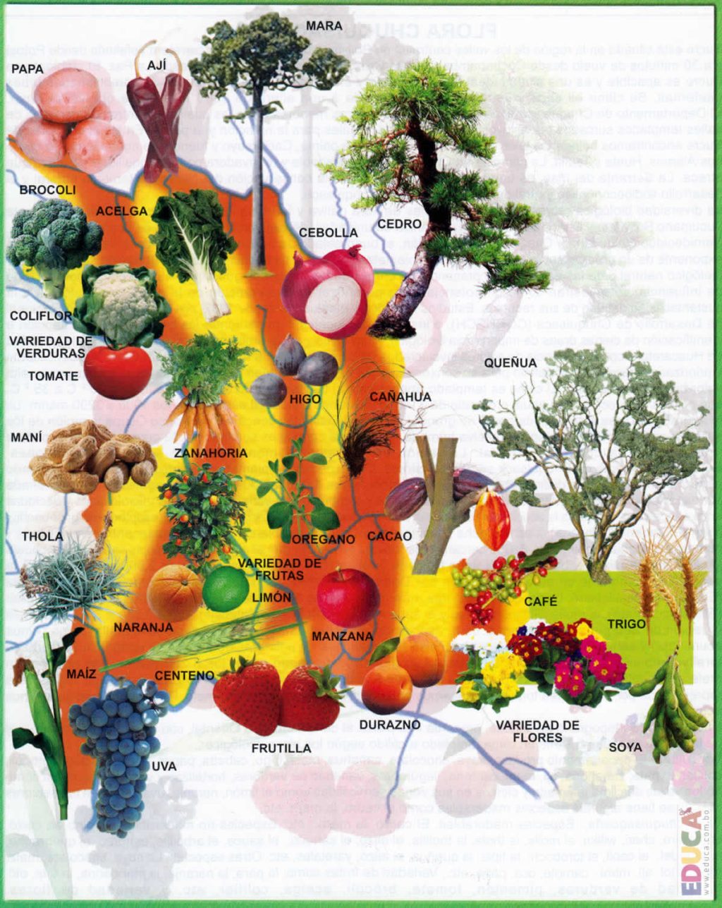 Mapa pictórico de la flora del departamento de Chuquisaca.
