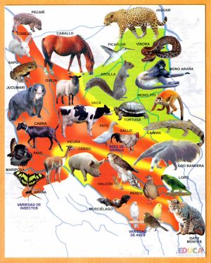 Mapa pictórico de la fauna del departamento de Cochabamba