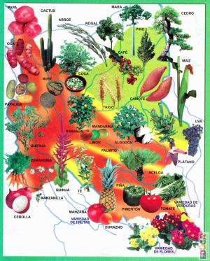 Mapa pictórico de la flora del departamento de Cochabamba