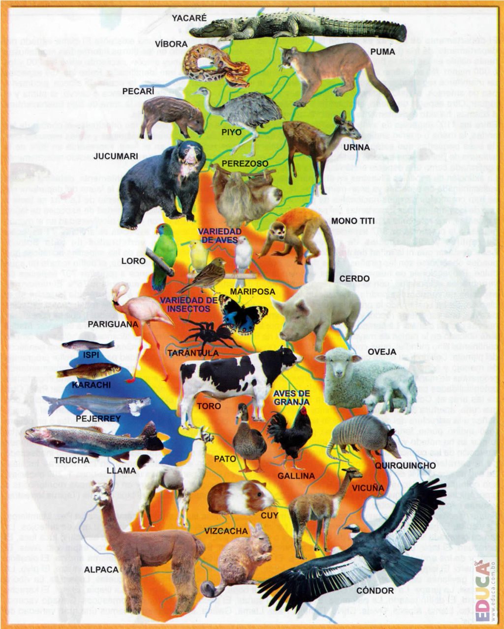 Mapa pictórico de la fauna del departamento de La Paz (Bolivia).