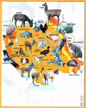 Mapa pictórico de la fauna del departamento de Oruro