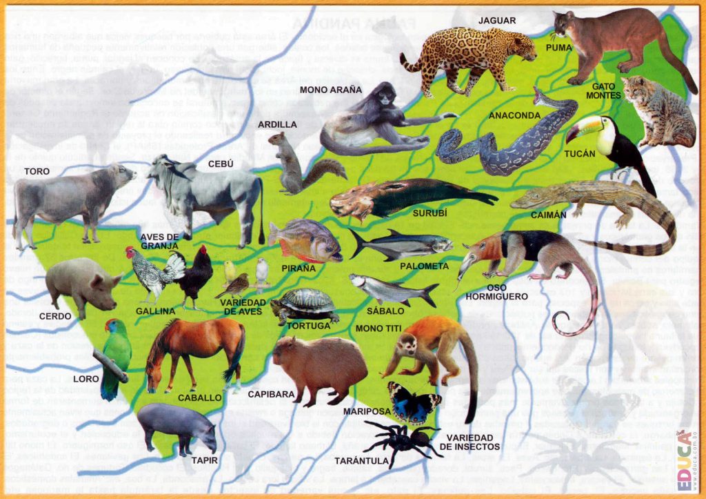 Mapa pictórico de la fauna del departamento de Pando.