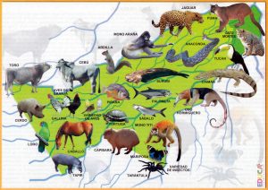 Mapa pictórico de la fauna del departamento de Pando