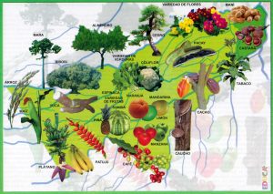 Mapa pictórico de la flora del departamento de Pando