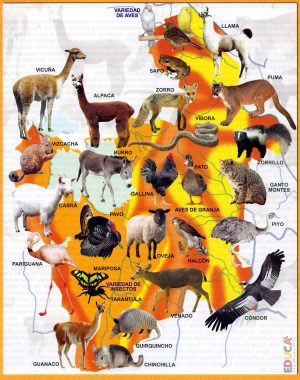 Mapa pict&oacute;rico de la fauna del departamento de Potos&iacute;