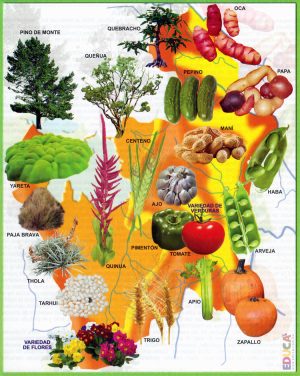 Mapa pict&oacute;rico de la flora del departamento de Potos&iacute;
