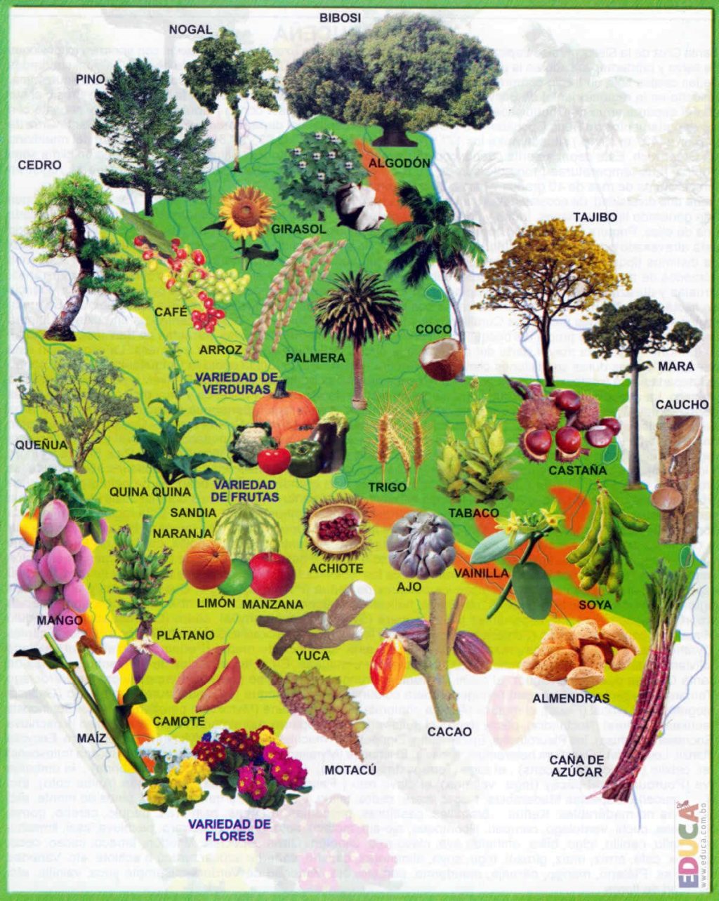 Mapa pict&oacute;rico de la flora del departamento de Santa Cruz (Bolivia).