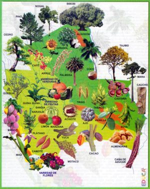 Mapa de la flora del departamento de Santa Cruz (Bolivia)