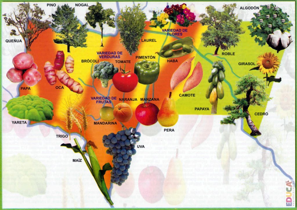 Mapa pict&oacute;rico de la flora del departamento de Tarija.